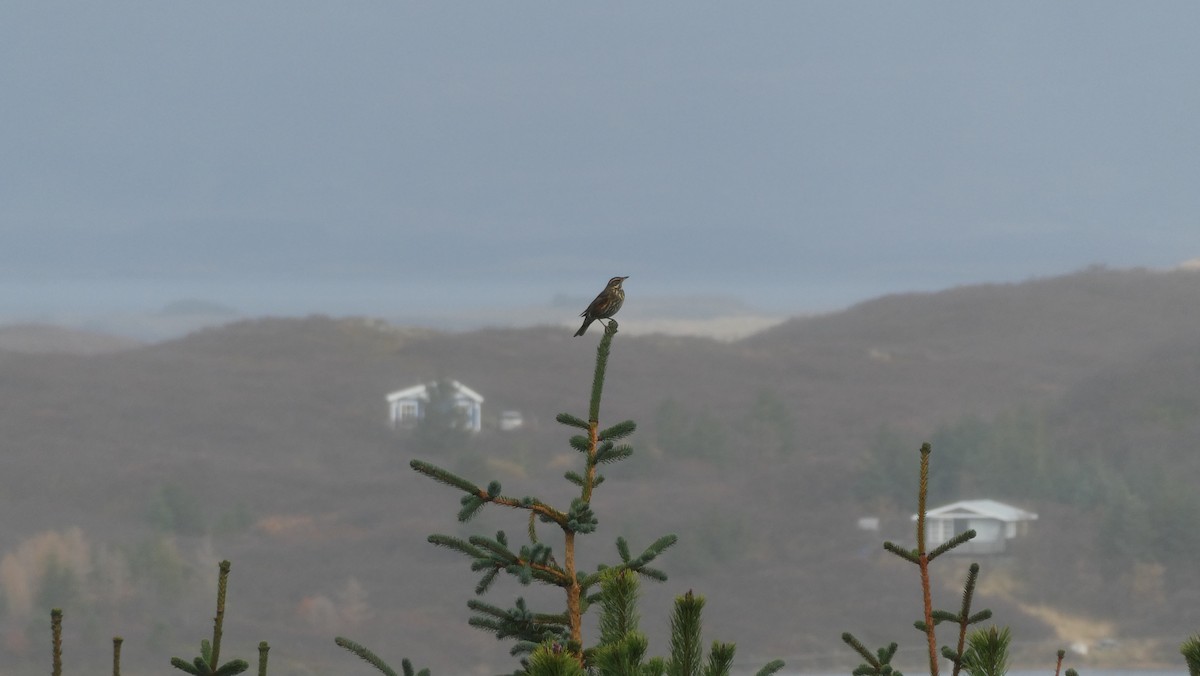 Tordo sassello - ML643899926