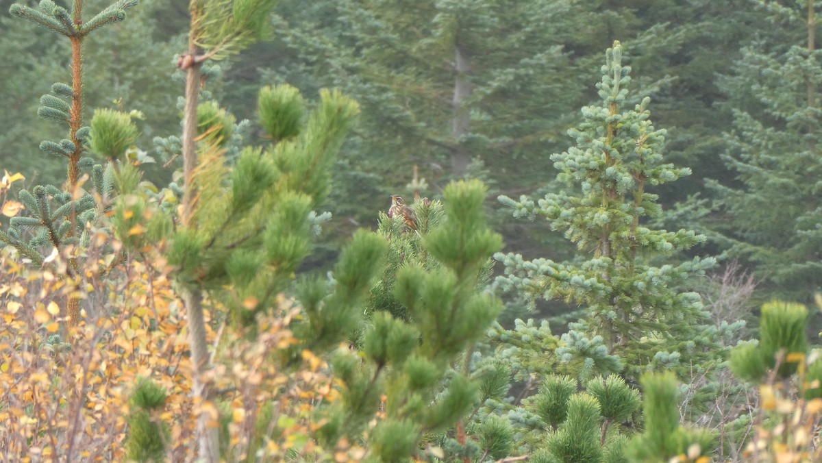 Tordo sassello - ML643899927