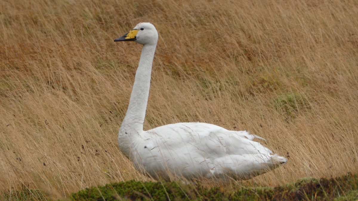 Cigno selvatico - ML643899944