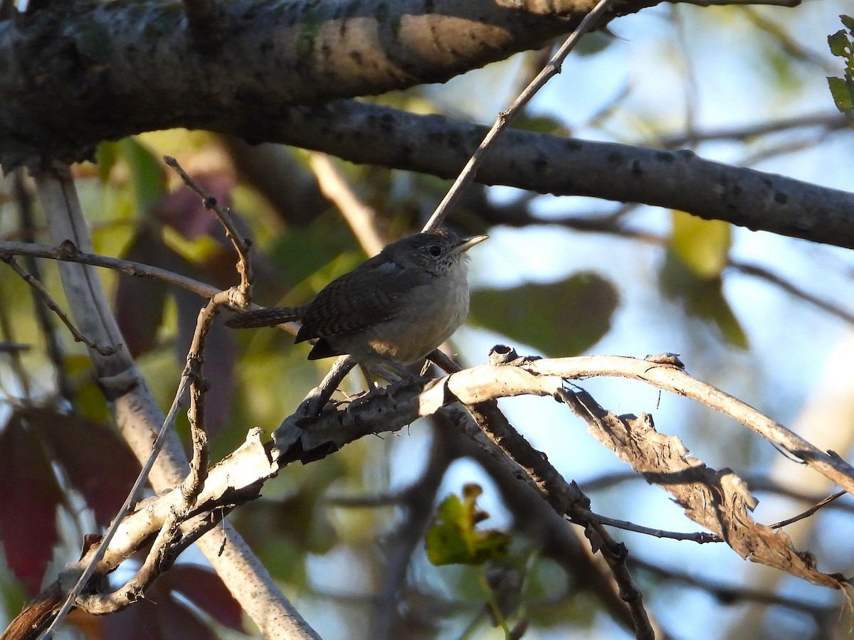 Northern House Wren - ML643899961