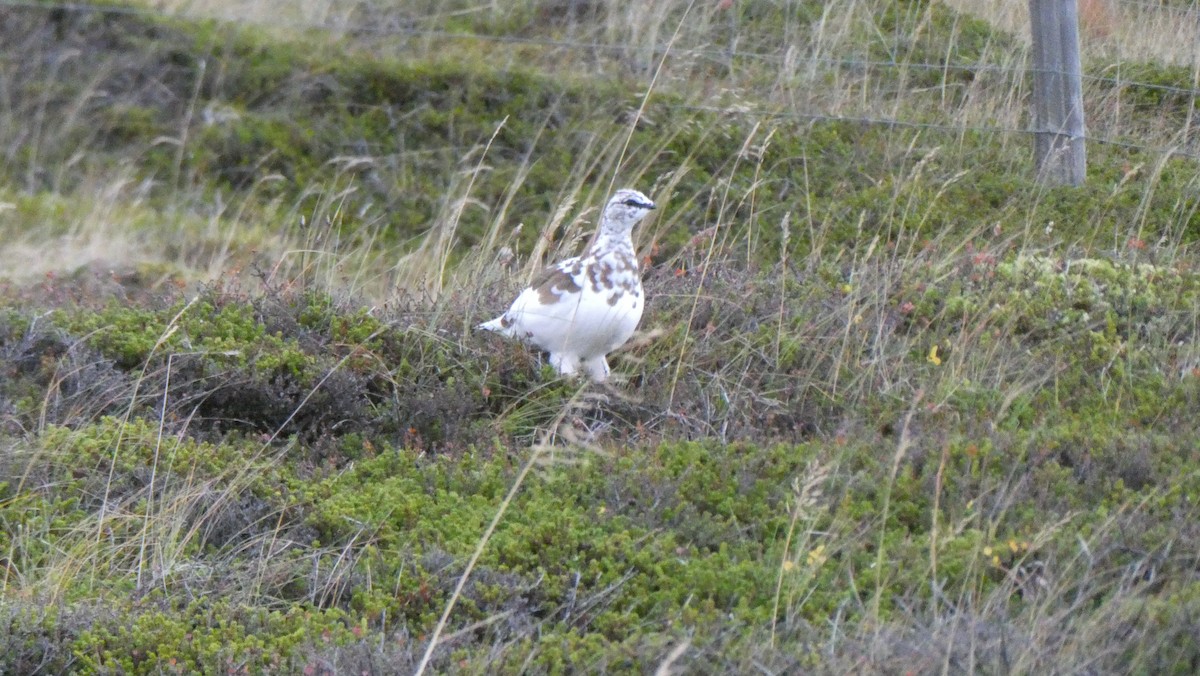 Pernice bianca - ML643899973