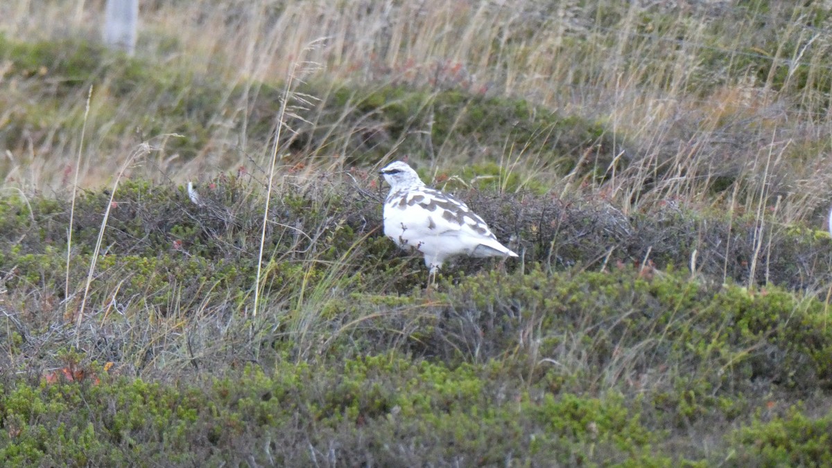 Pernice bianca - ML643899974