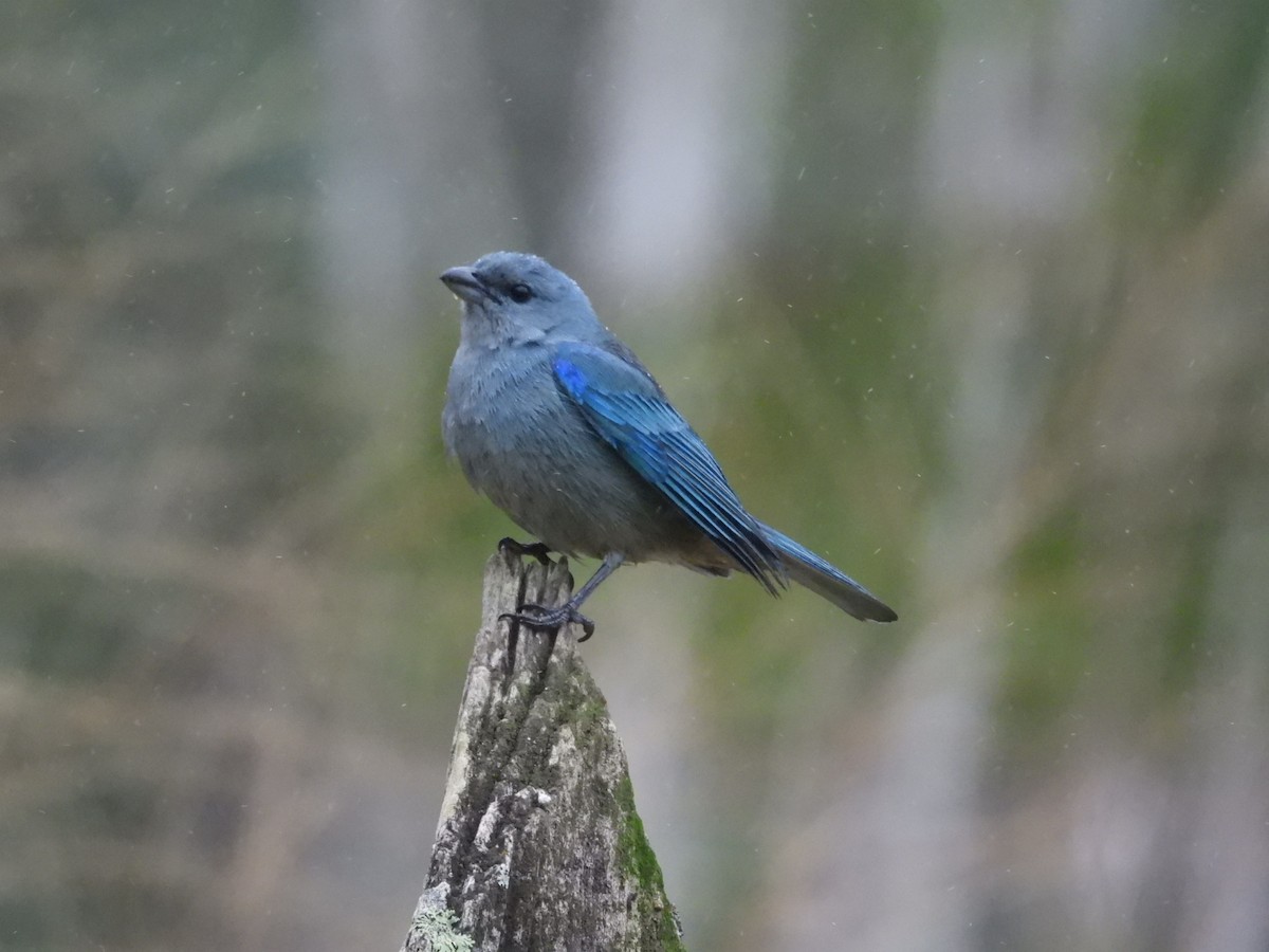 Azure-shouldered Tanager - ML643899980