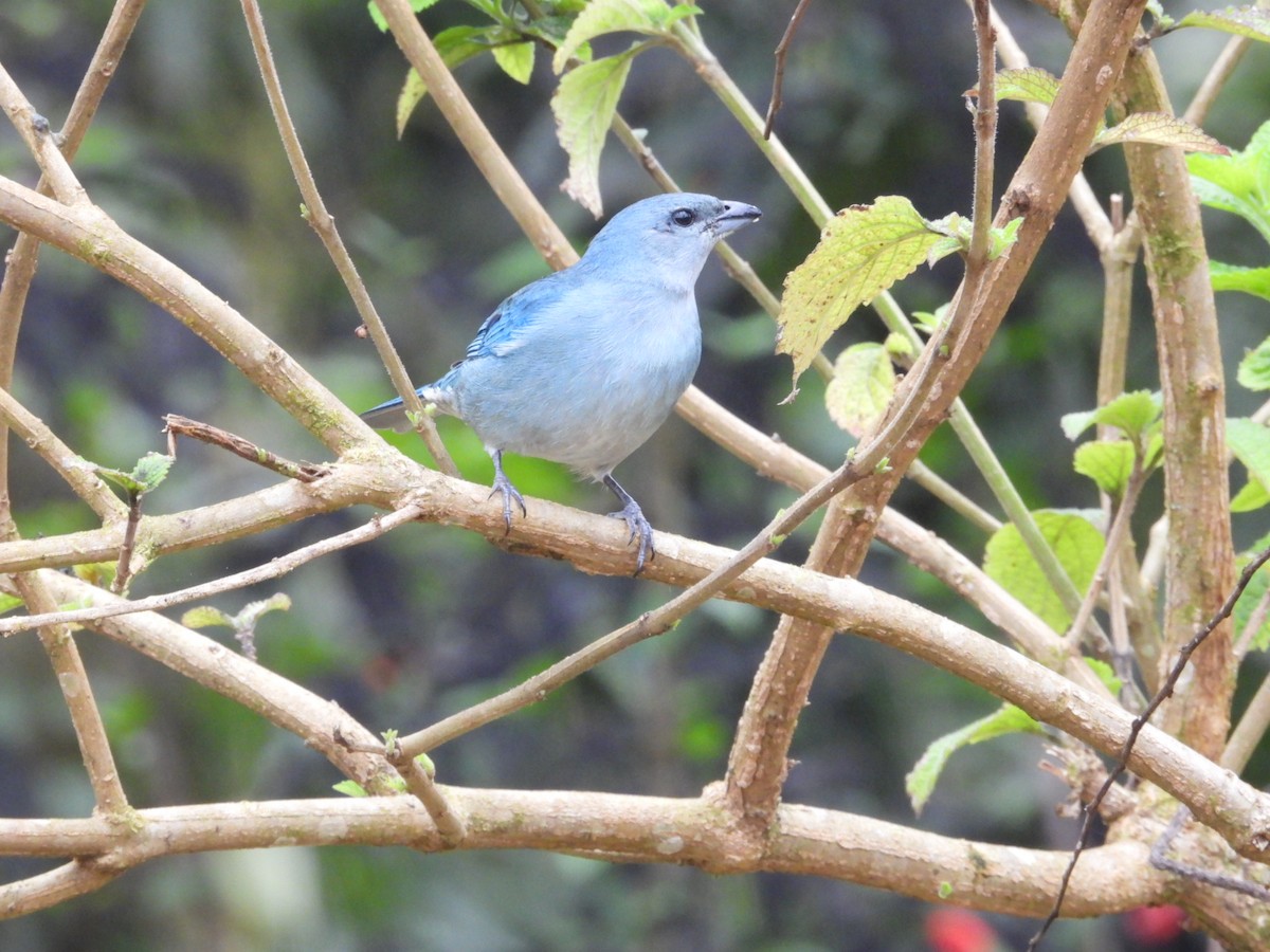 Azure-shouldered Tanager - ML643899981