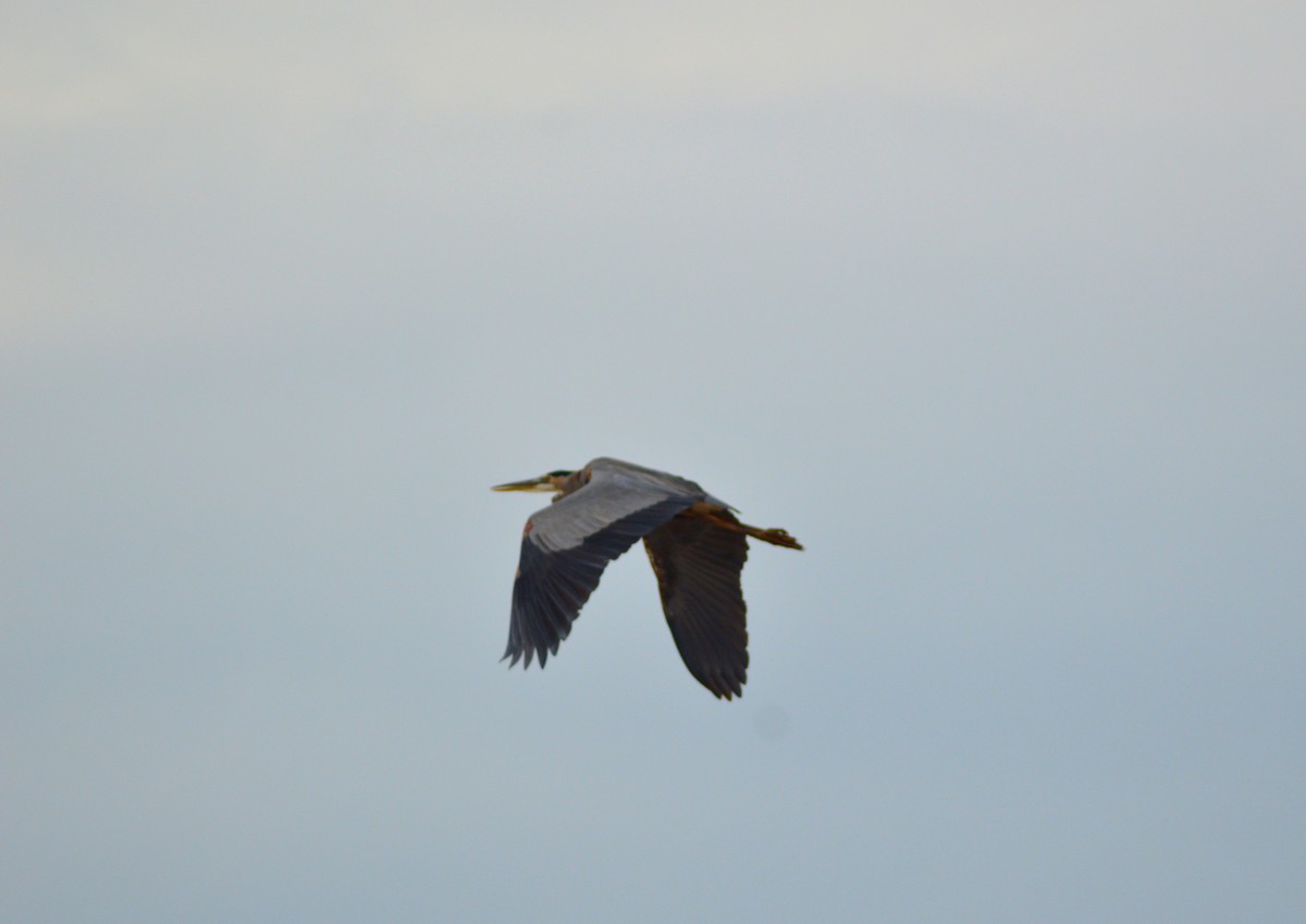 Great Blue Heron - ML643899987
