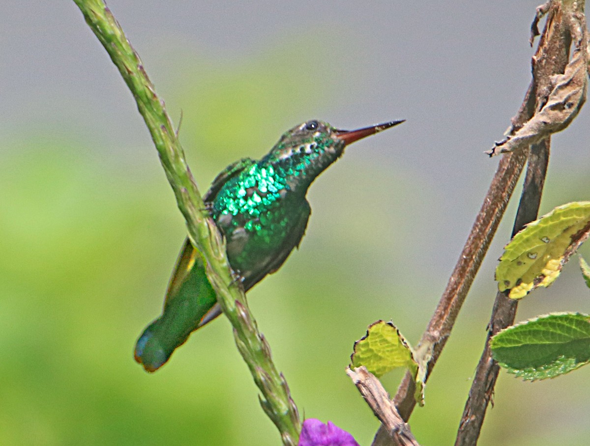 Canivet's Emerald - ML643899989