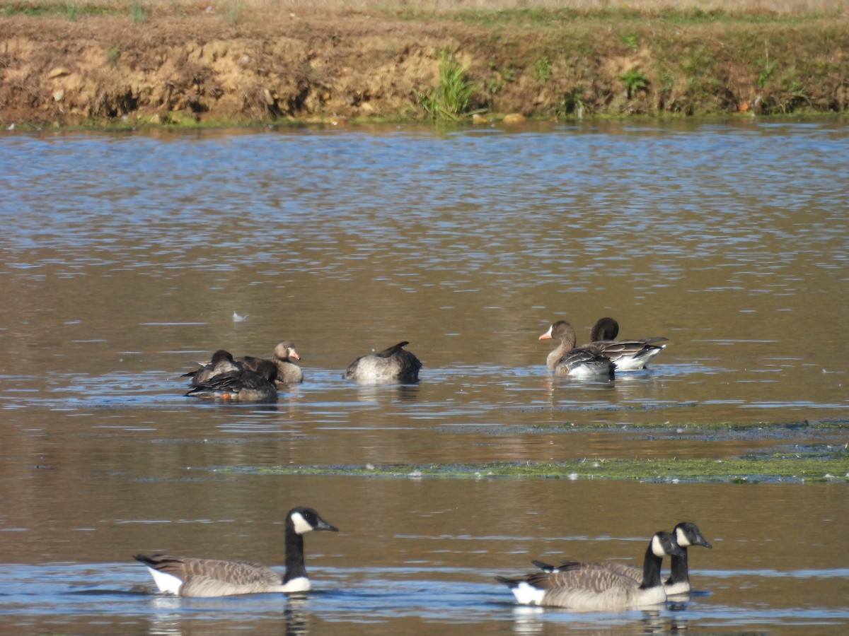 Greater White-fronted Goose - ML643899998