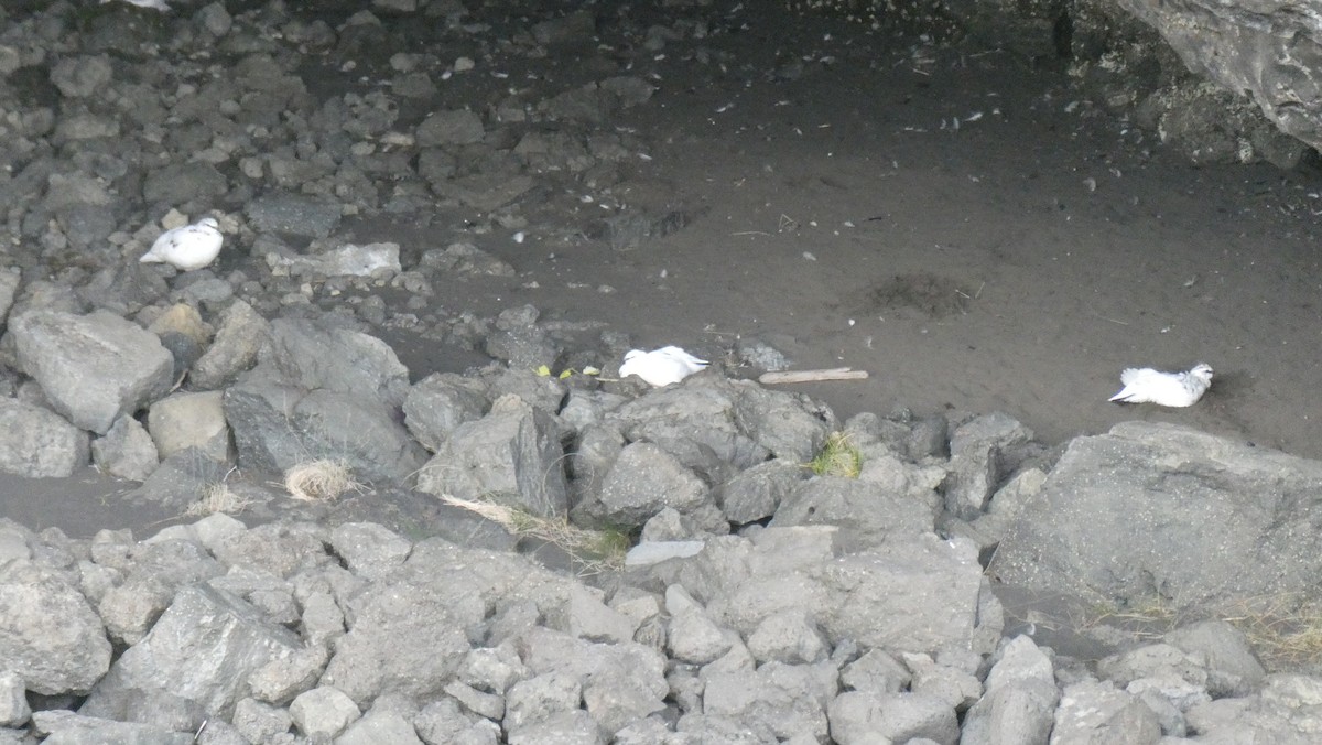 Pernice bianca - ML643900004