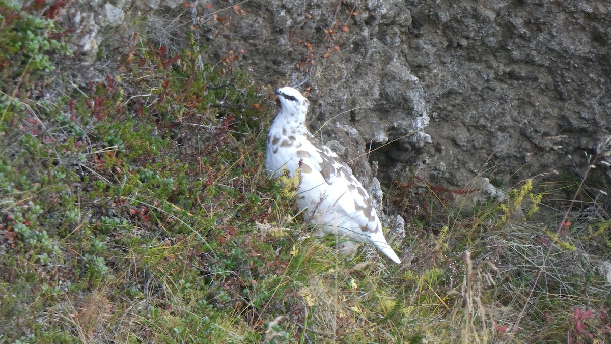 Pernice bianca - ML643900006