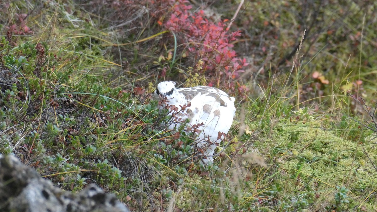 Pernice bianca - ML643900007