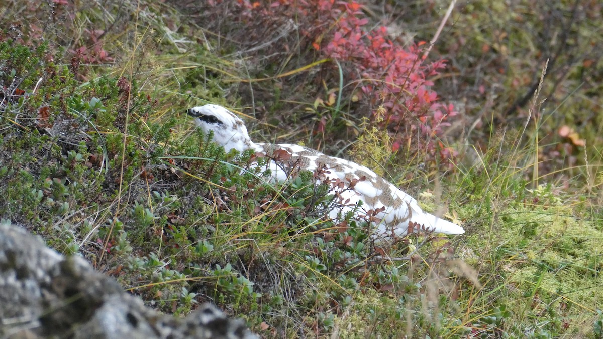 Pernice bianca - ML643900008