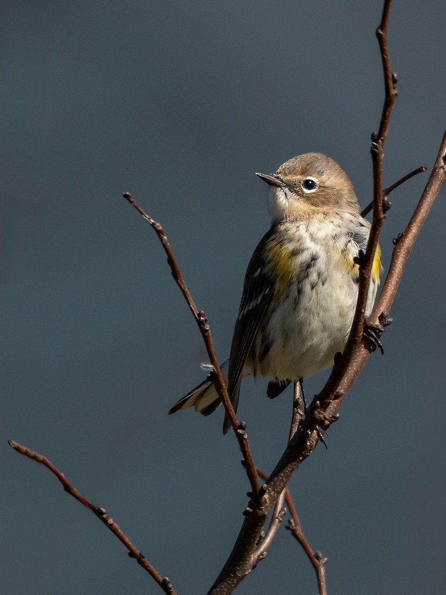 Yellow-rumped Warbler - ML643900011