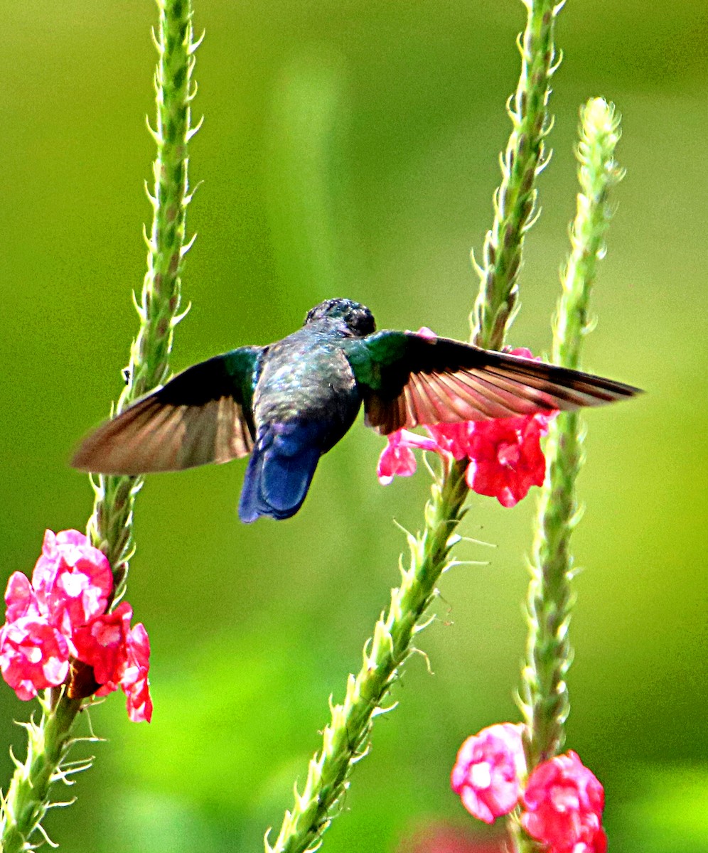 Blue-vented Hummingbird - ML643900020