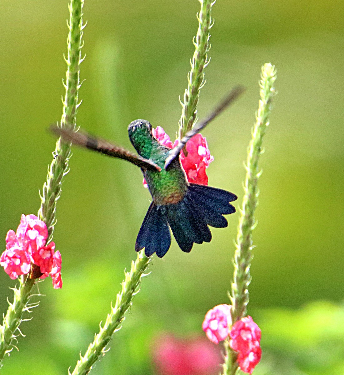 Blue-vented Hummingbird - ML643900021