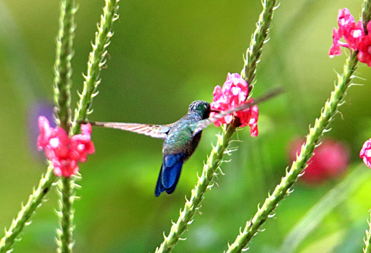 Blue-vented Hummingbird - ML643900022