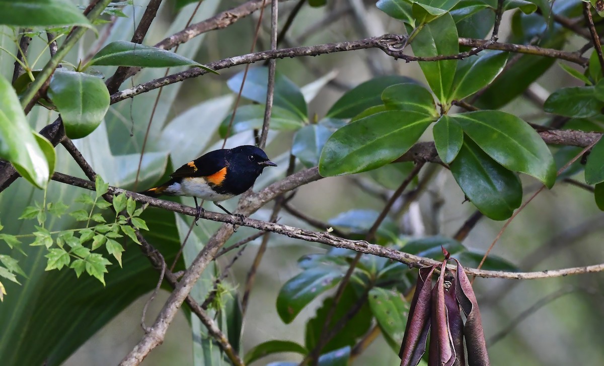 American Redstart - ML643900024