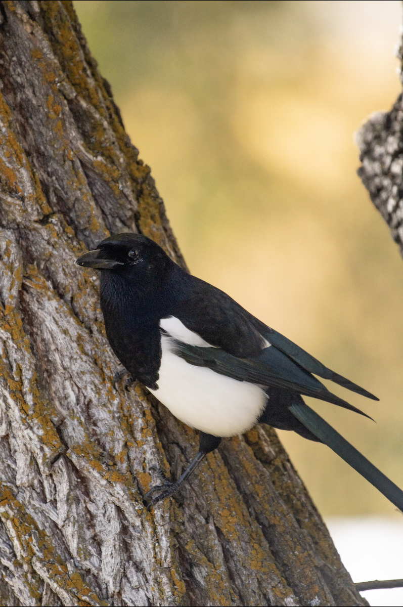 Black-billed Magpie - ML643900026