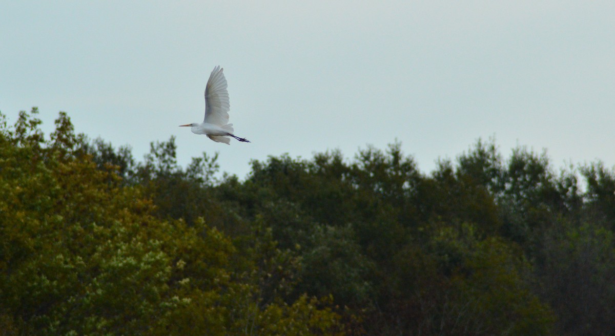 Great Egret - ML643900052
