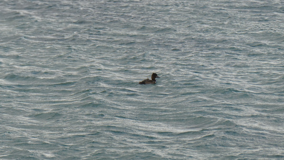 Moretta - ML643900062