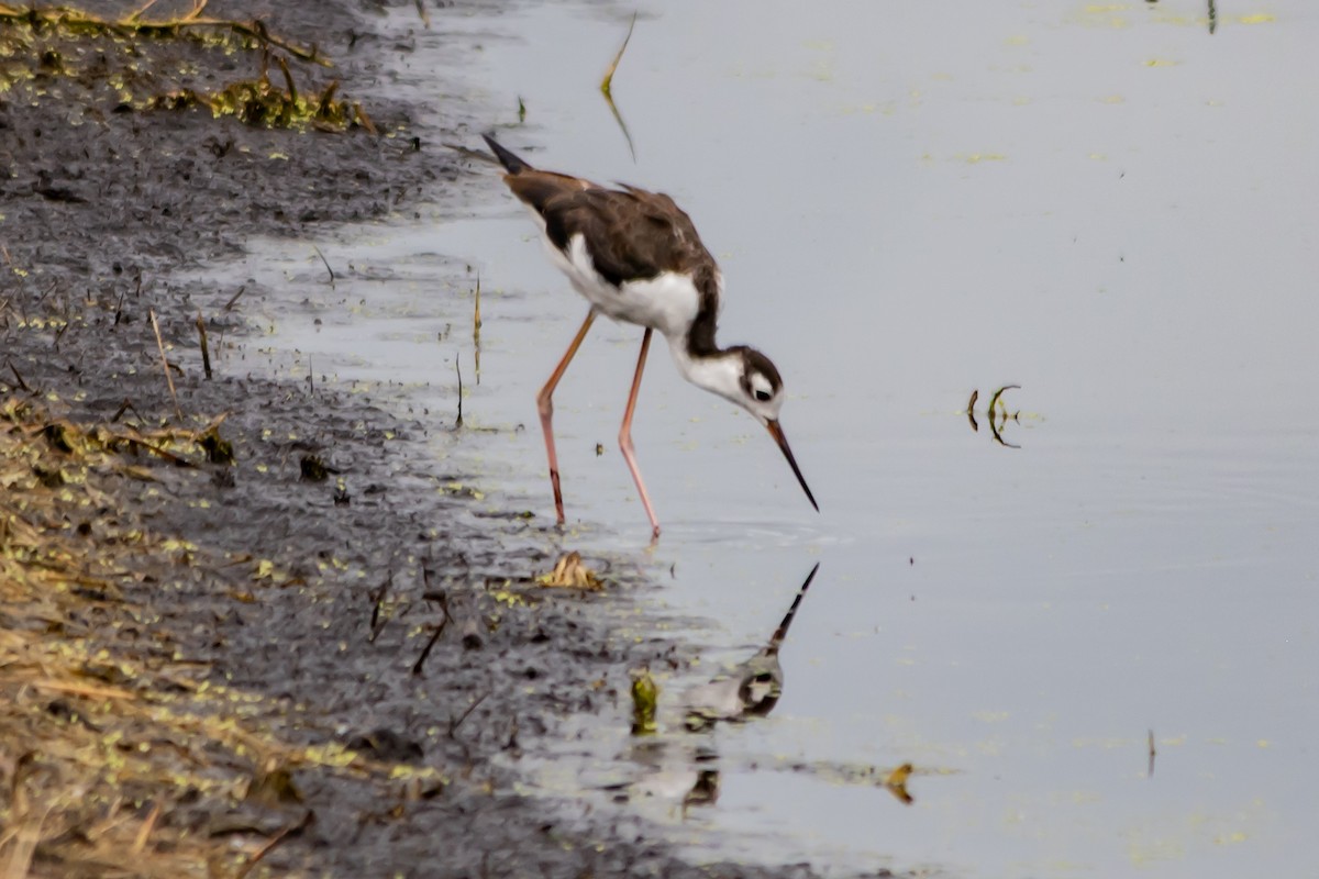 Black-necked Stilt - ML643900063