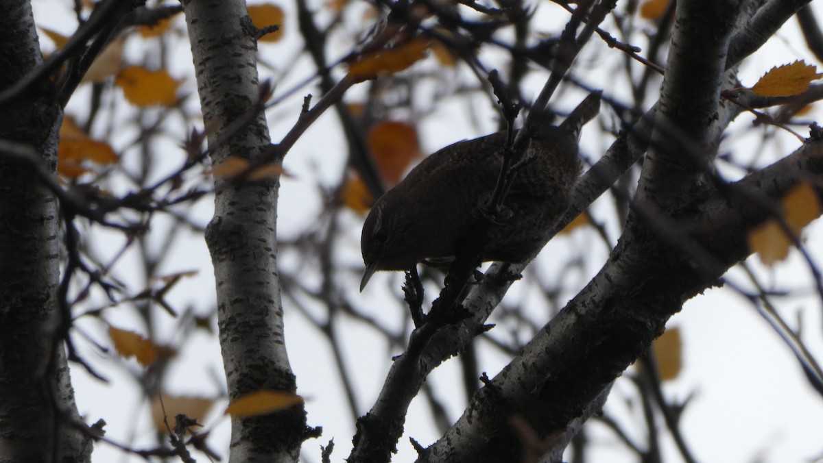 Scricciolo - ML643900080