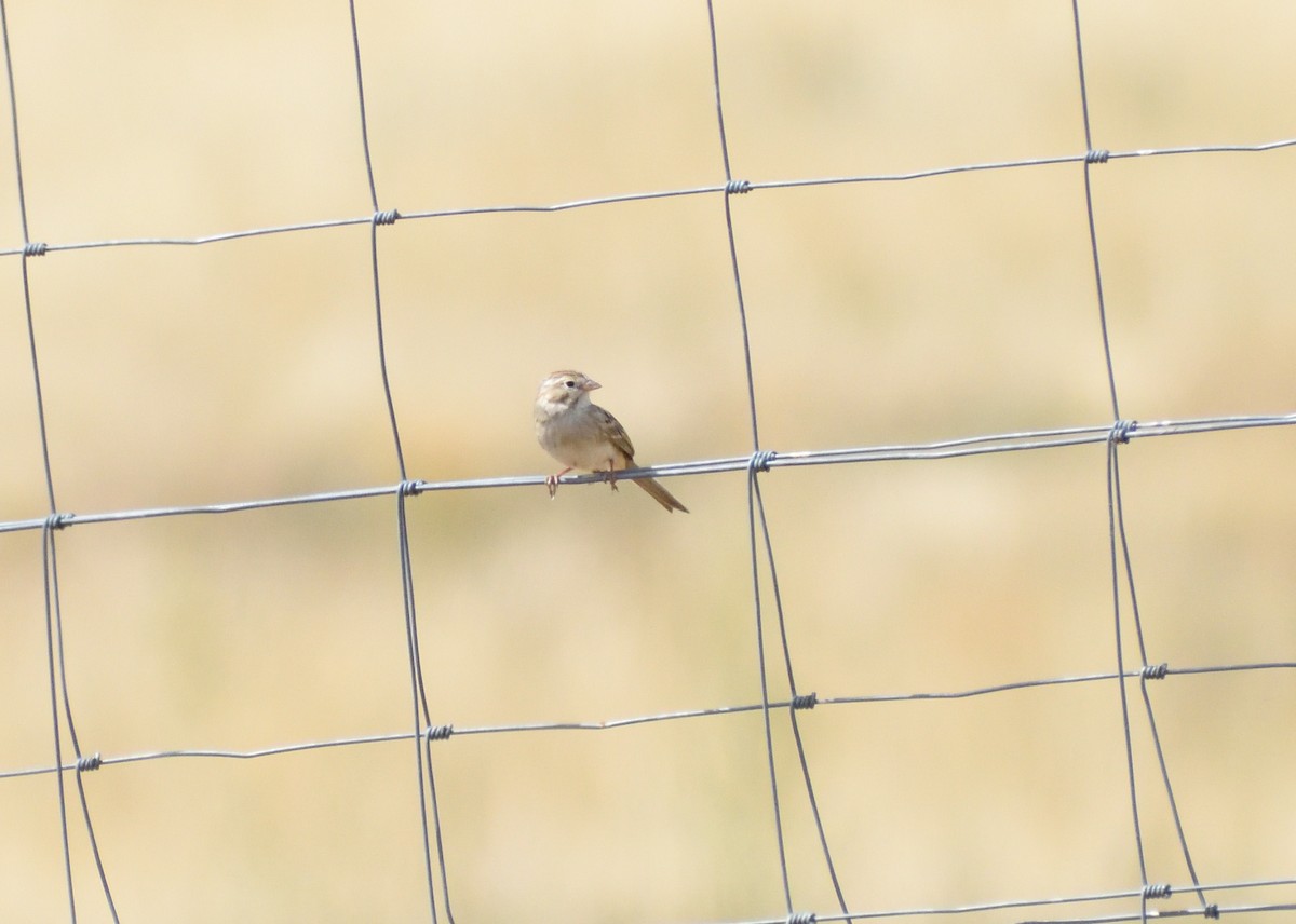 Brewer's Sparrow - ML643900083