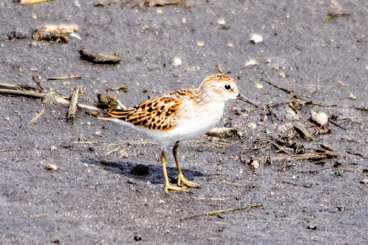 Least Sandpiper - ML643900087