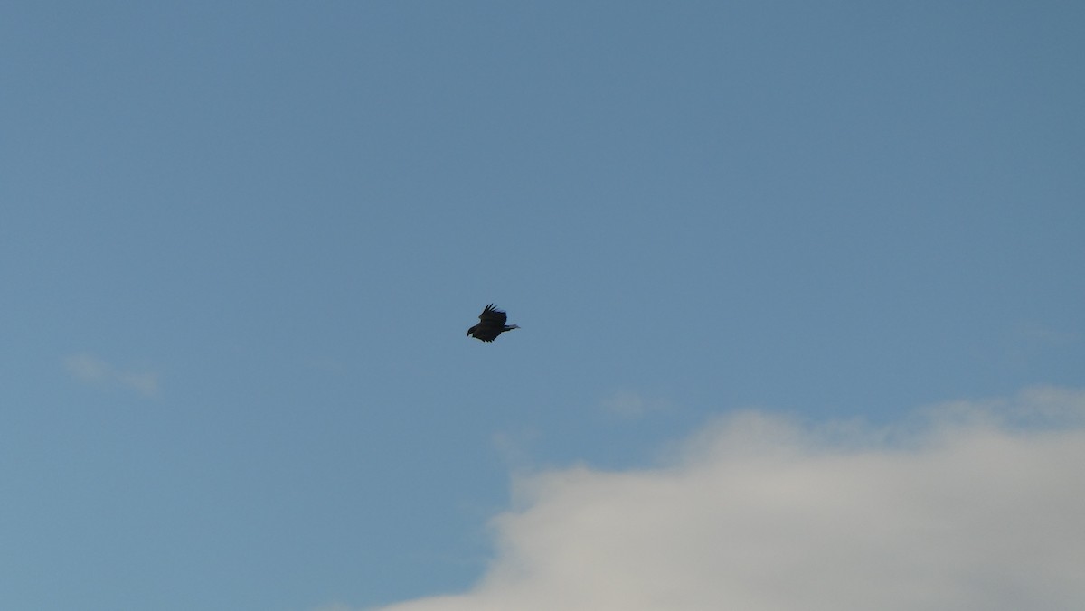 Aquila di mare - ML643900089