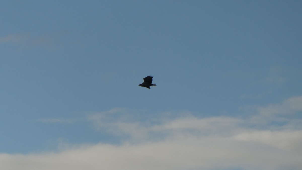 Aquila di mare - ML643900090