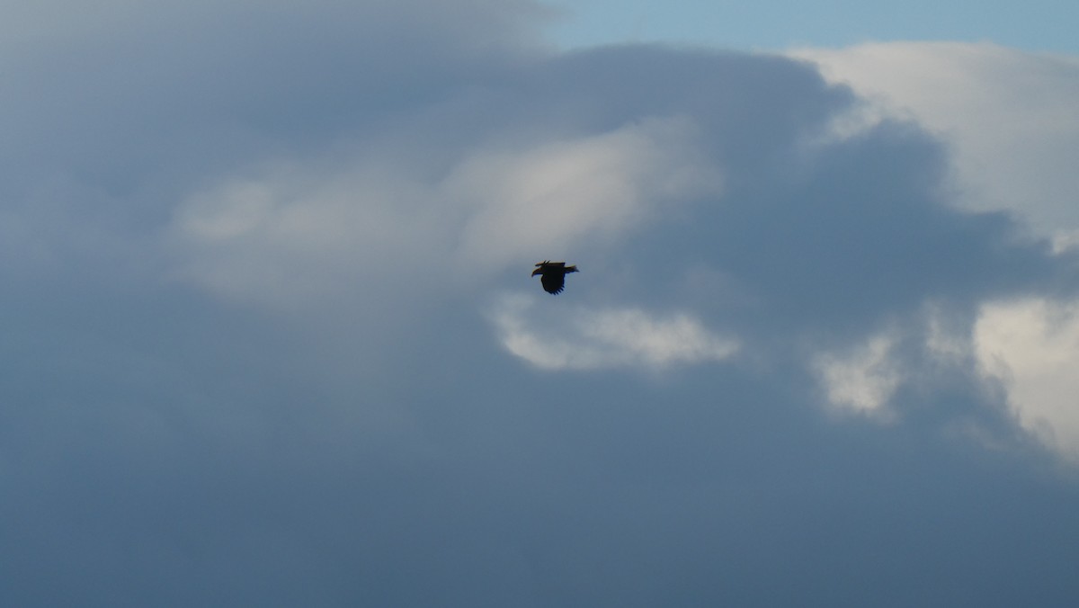 Aquila di mare - ML643900091