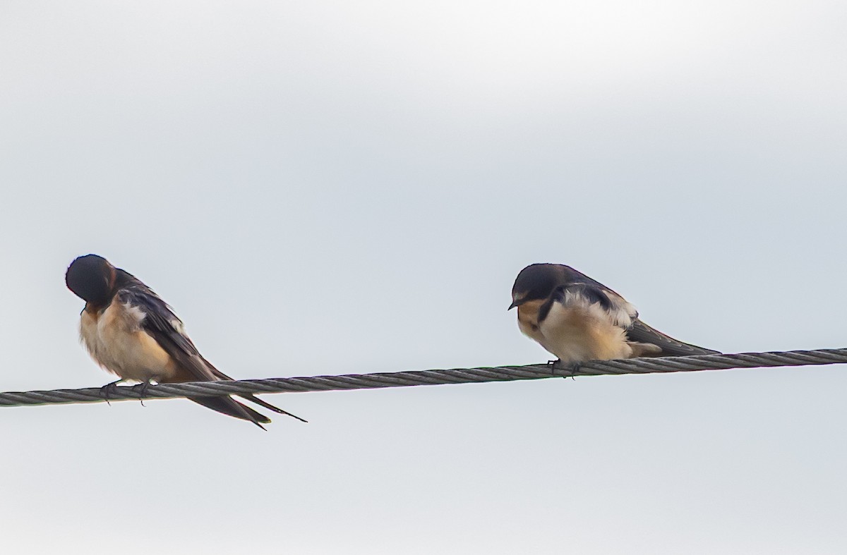 Barn Swallow - ML643900095