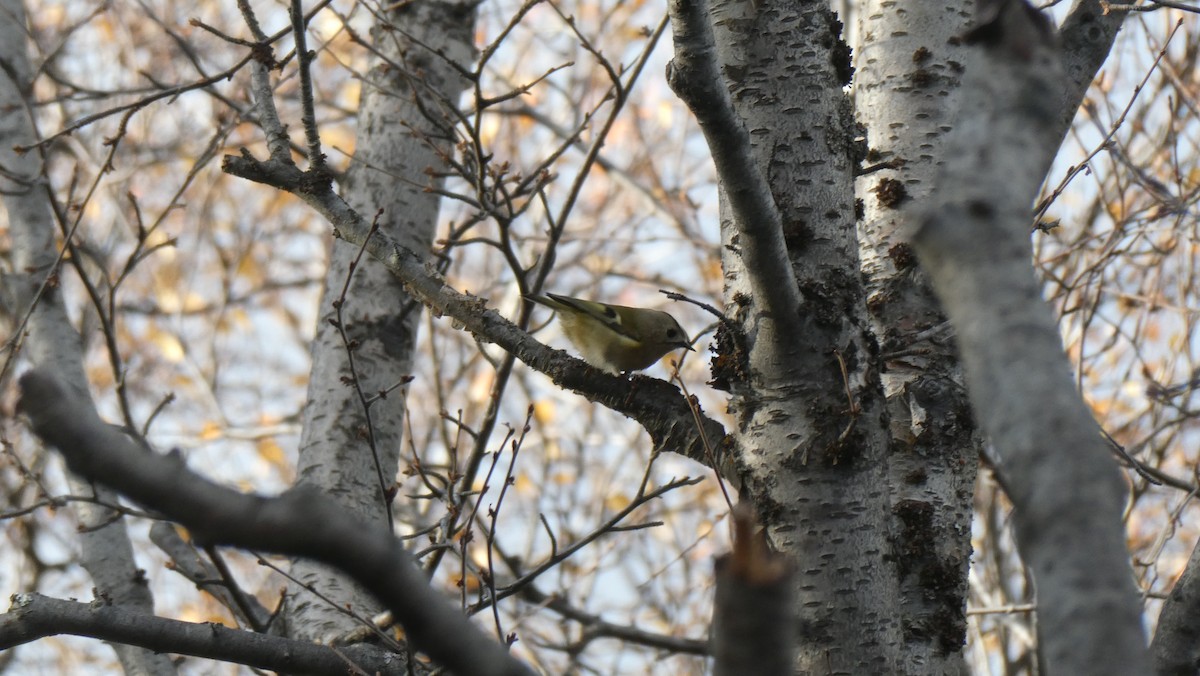 Regolo - ML643900097