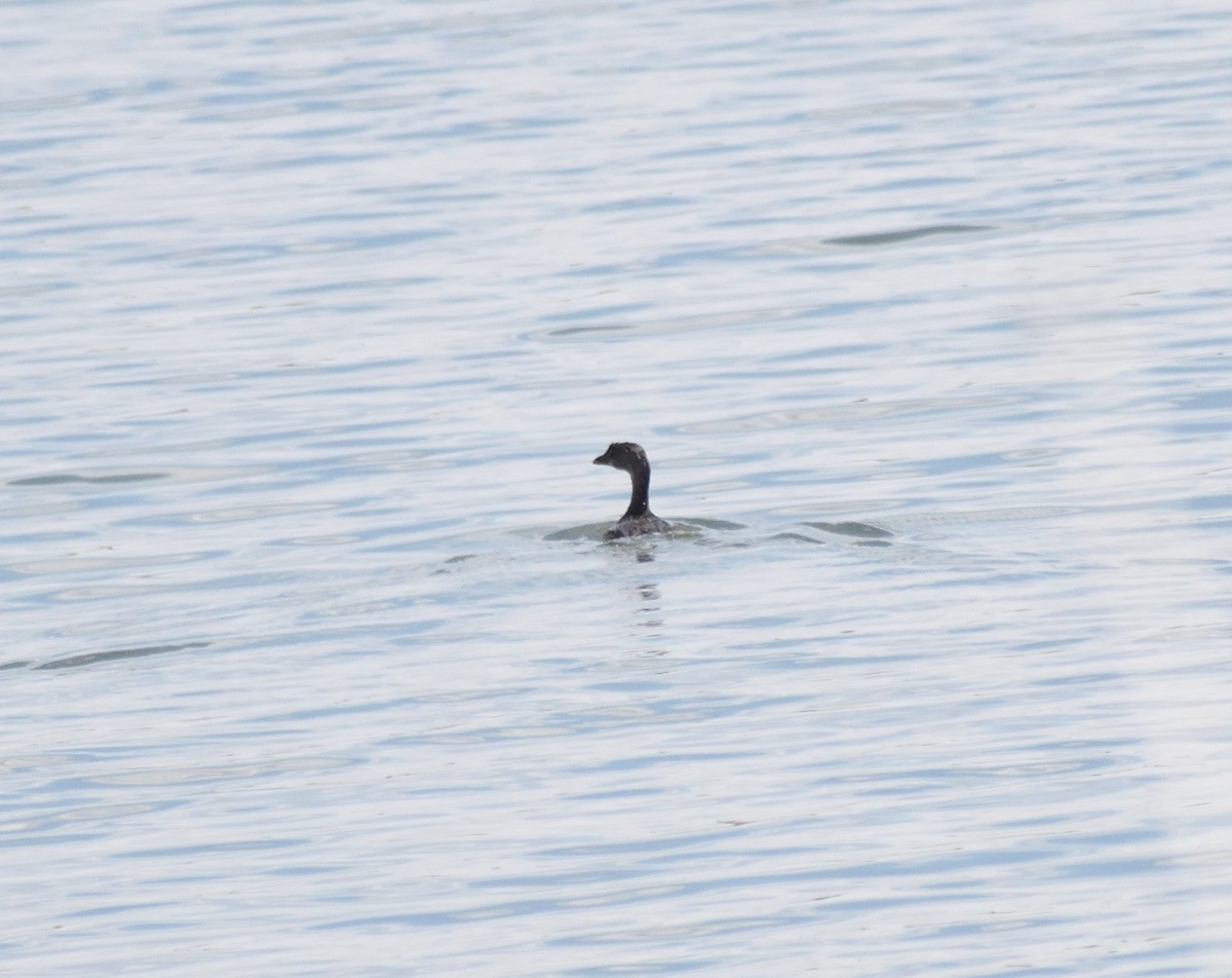 Pied-billed Grebe - ML643900111