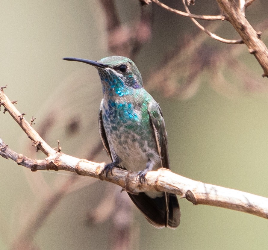 White-vented Violetear - ML643900112