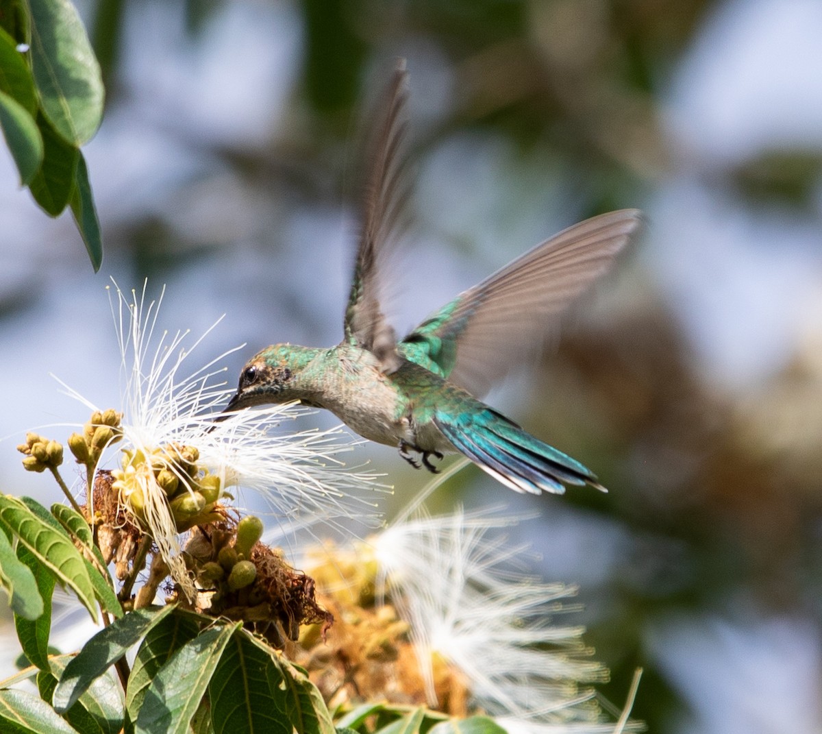 White-vented Violetear - ML643900114