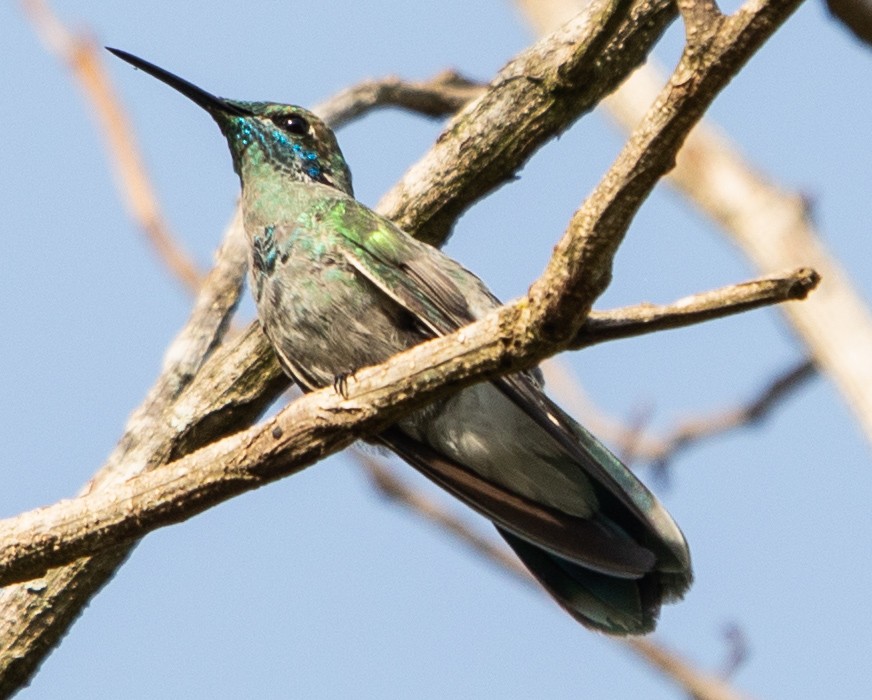 White-vented Violetear - ML643900115