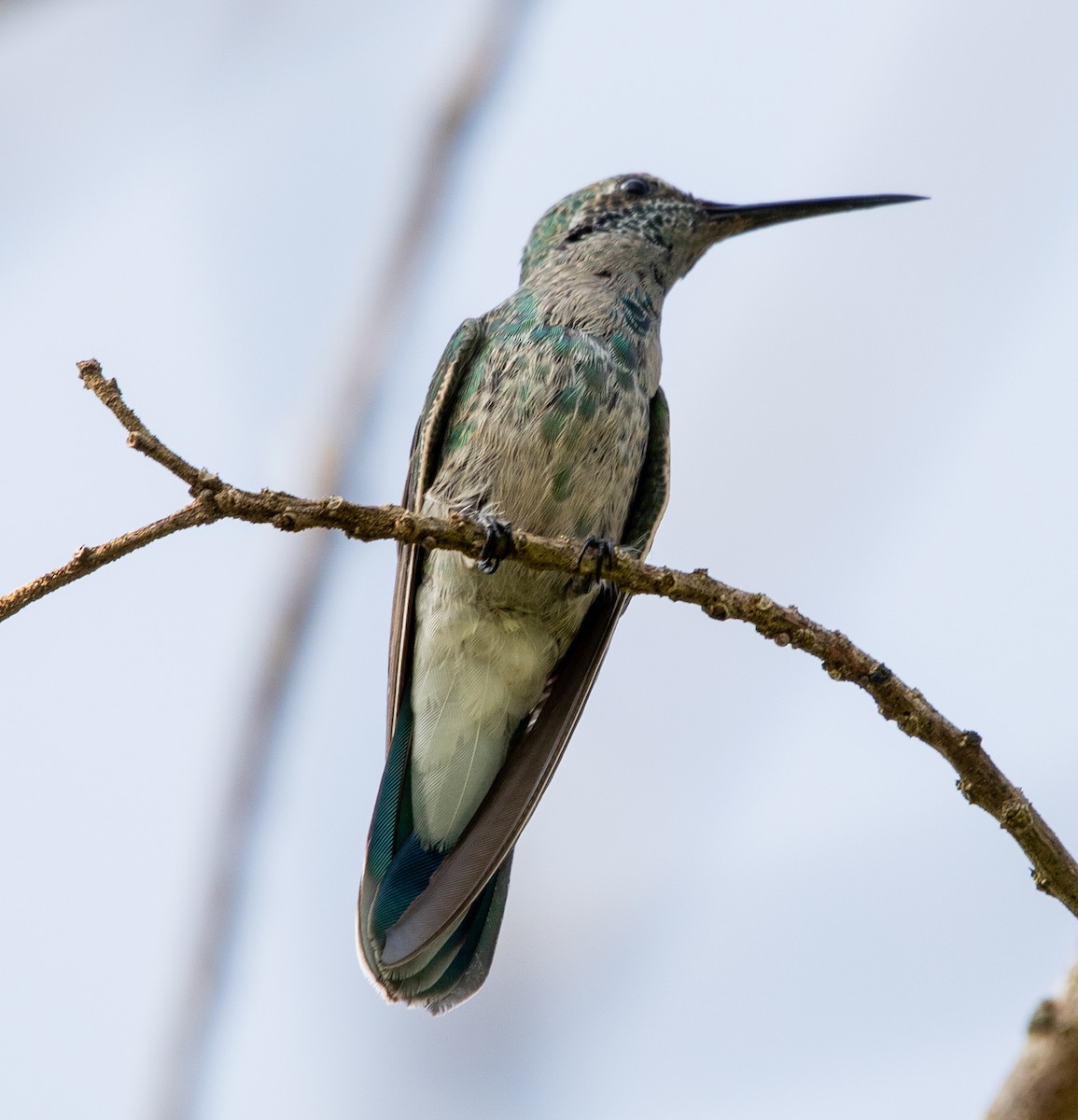 White-vented Violetear - ML643900116