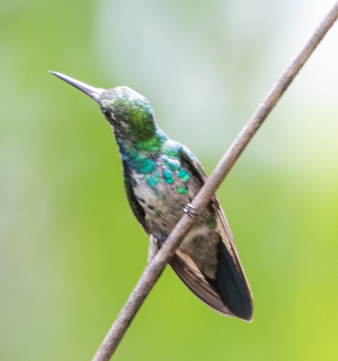 White-vented Violetear - ML643900117