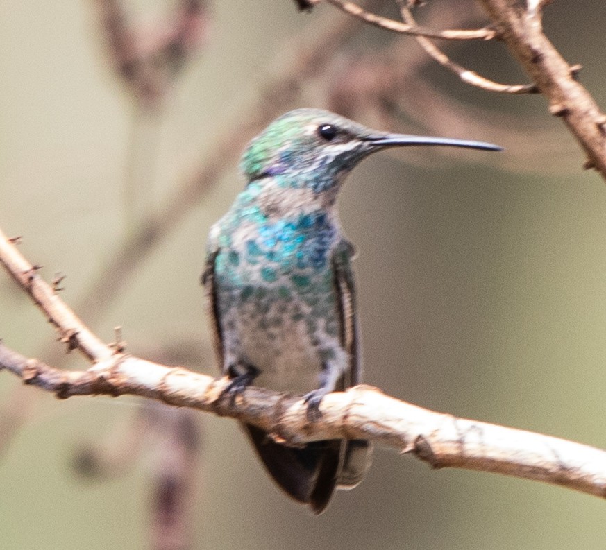 White-vented Violetear - ML643900118