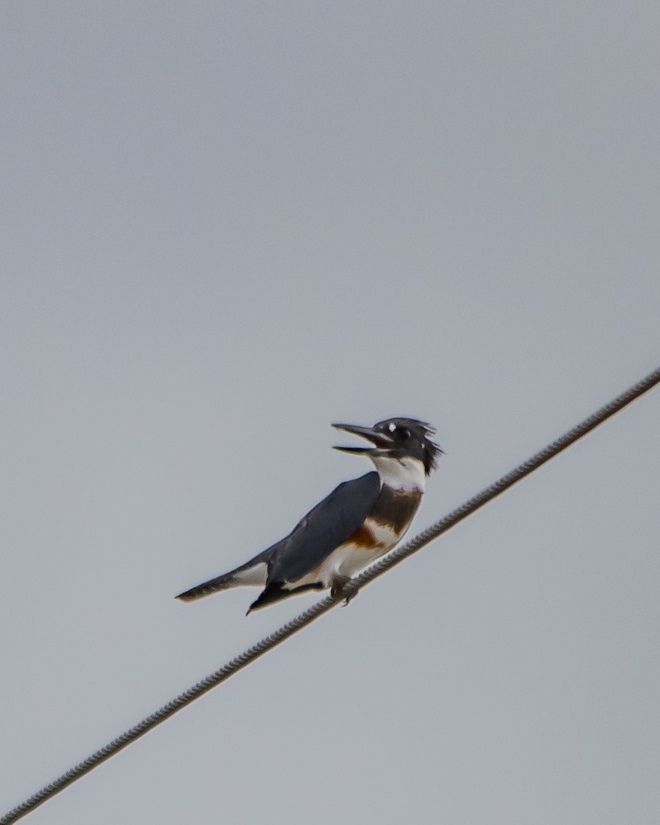 Belted Kingfisher - ML643900121