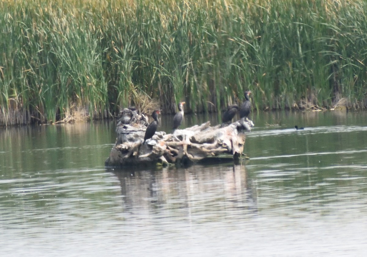 Double-crested Cormorant - ML643900130