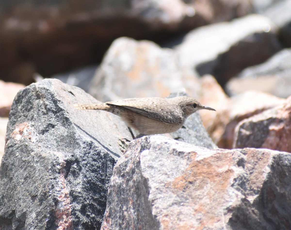 Rock Wren - ML643900141