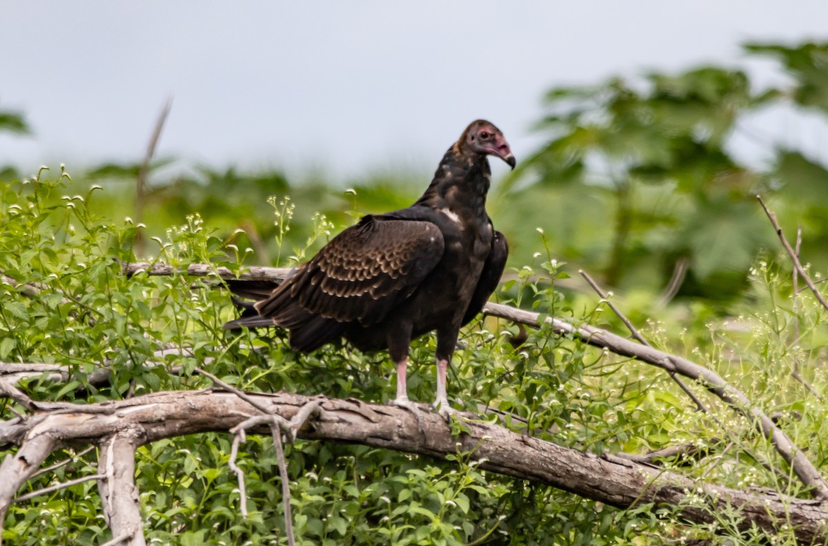 Turkey Vulture - ML643900142