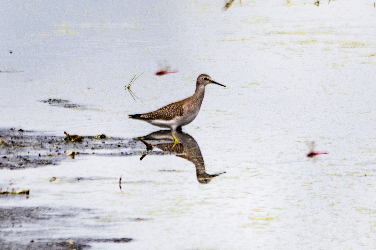 Lesser Yellowlegs - ML643900147