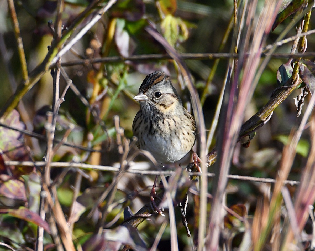Lincoln's Sparrow - ML643900162