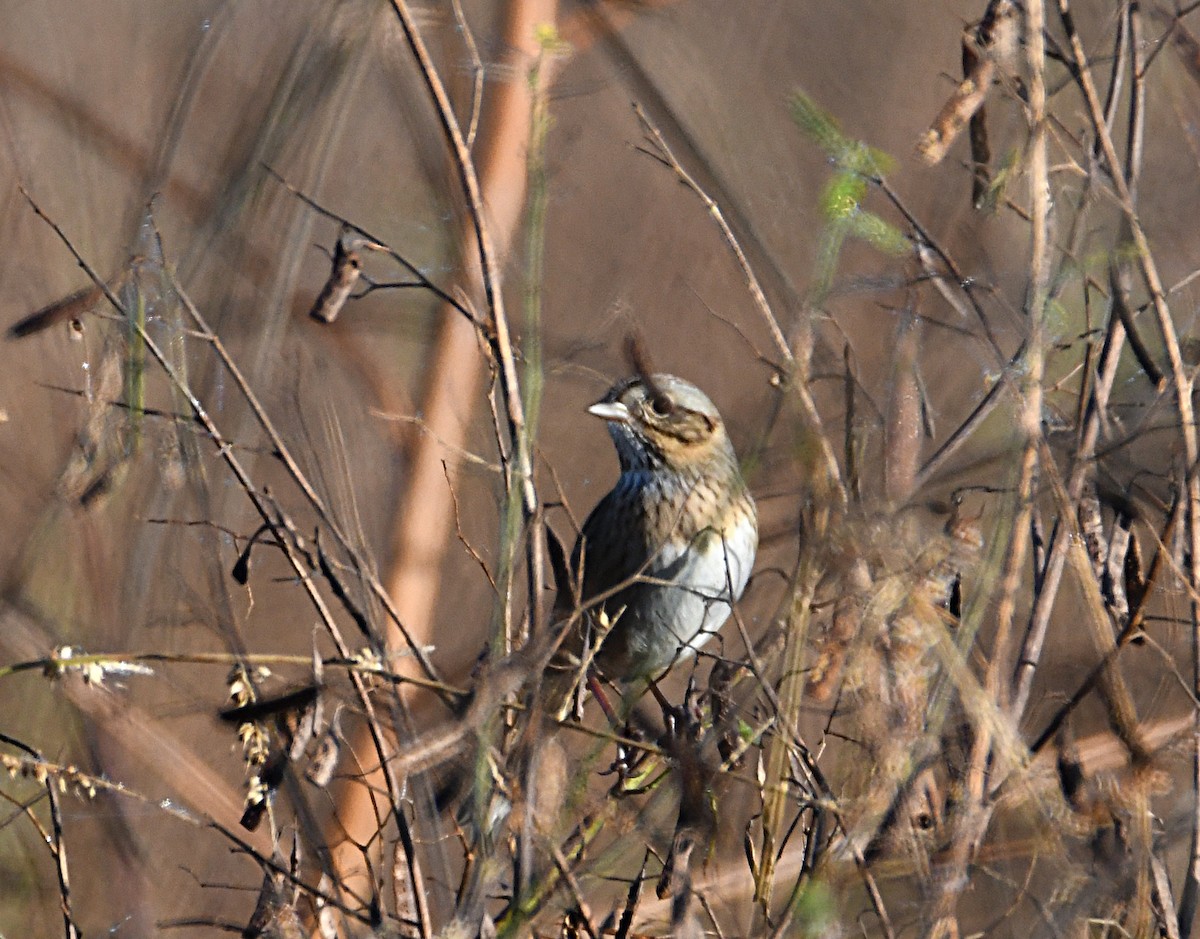 Lincoln's Sparrow - ML643900163