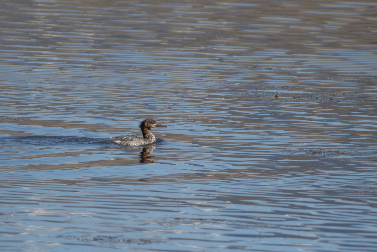 Common Merganser - ML643900165