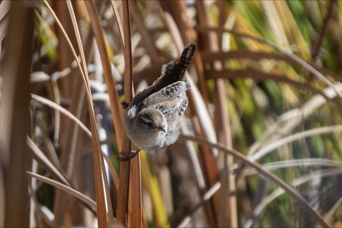 Marsh Wren - ML643900168