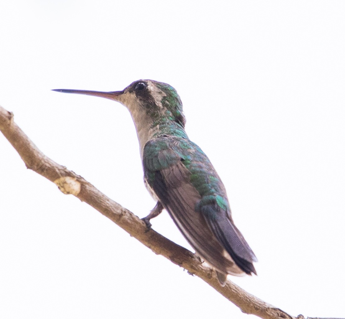 Stripe-breasted Starthroat - ML643900170