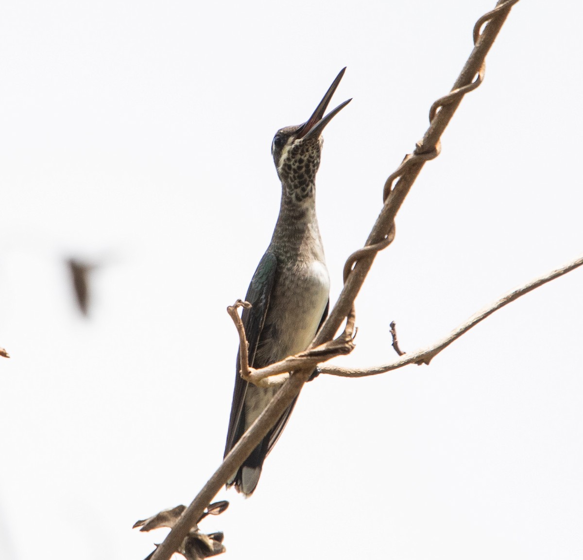 Stripe-breasted Starthroat - ML643900171